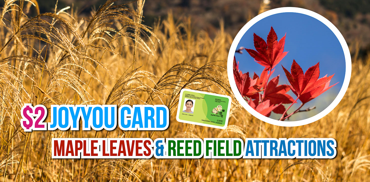 Maple leaf and reed field attractions in autumn!