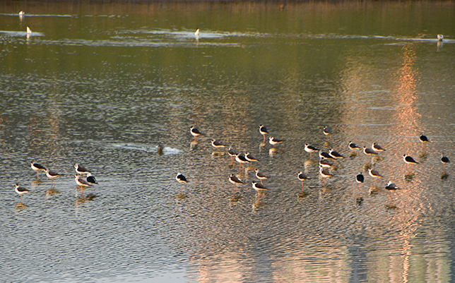 Lok Ma Chau Wetland Videos